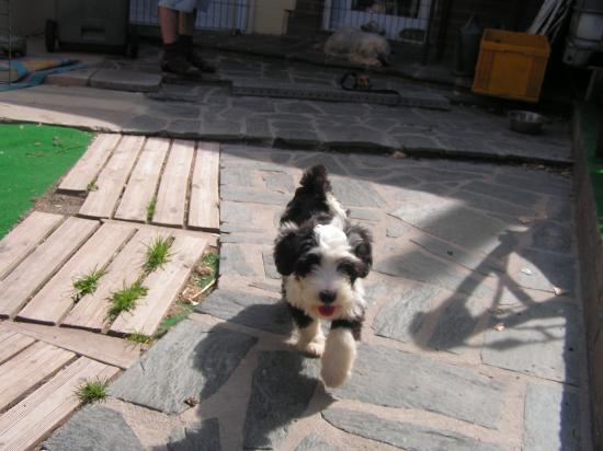 Terrier du Tibet (Femelle)