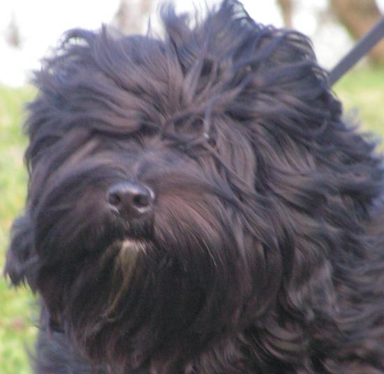 Darweshen (Terrier du Tibet)