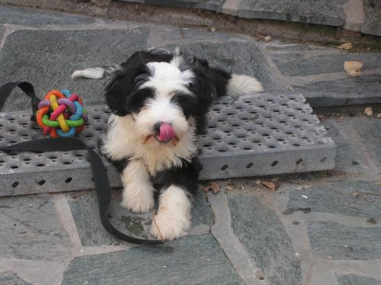 Terrier du Tibet (Femelle)