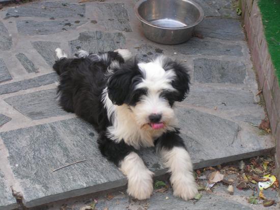 Terrier du Tibet (Femelle)