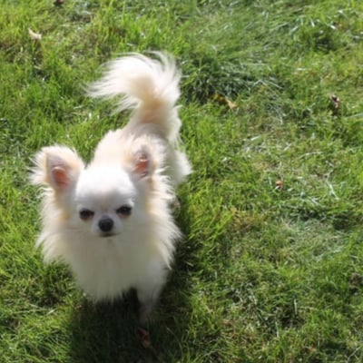 Chiens chihuahua