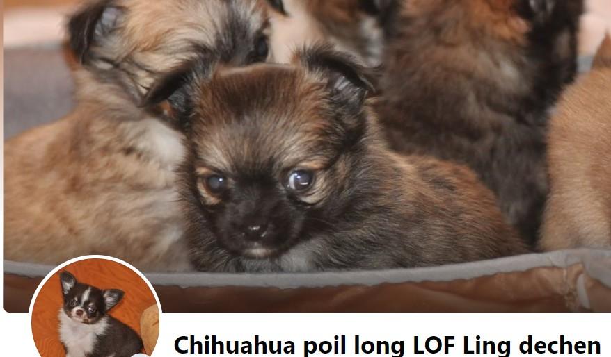 chihuahua poil long LOF Ling Dechen