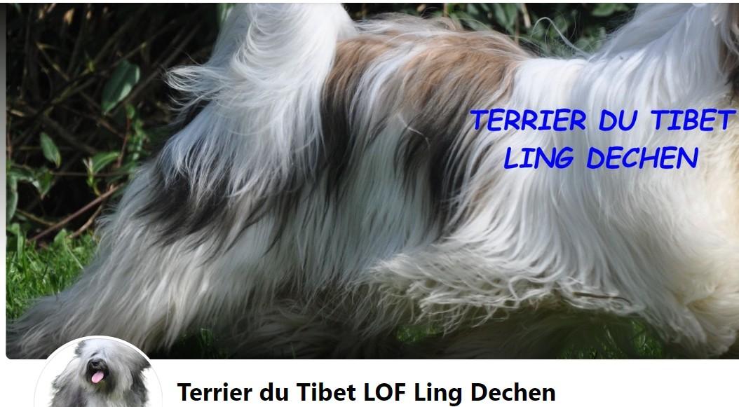 Terrier du Tibet LOF Ling Dechen