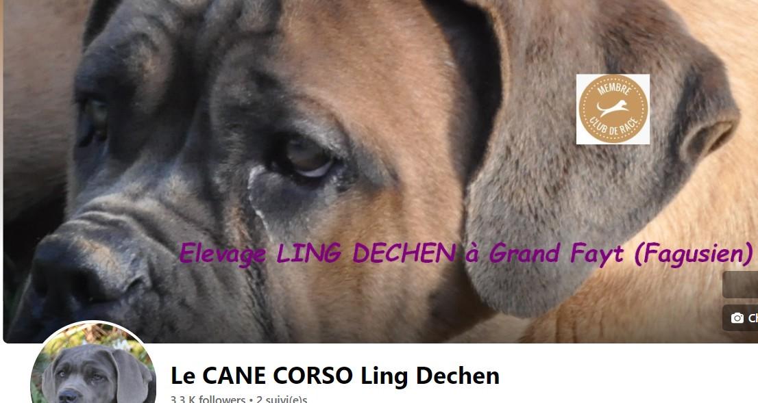 Le cane corso Ling Dechen