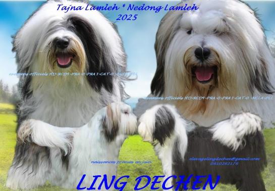 Tajna nedong 2025
