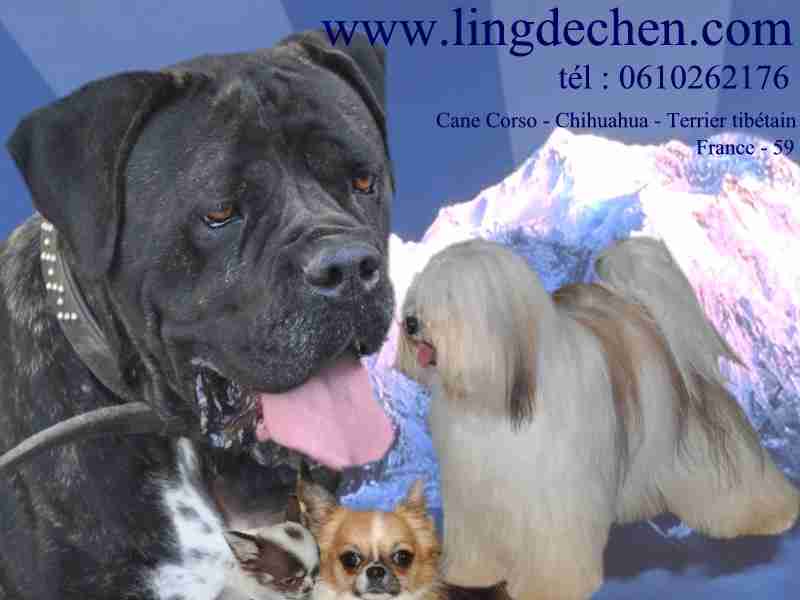 Elevage Canin LING DECHEN